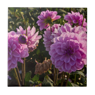 Dahlias, dahlia boerderij, Canby, Oregon, USA 5 Tegeltje