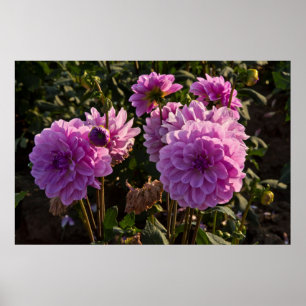 Dahlias, dahlia boerderij, Canby, Oregon, Verenigd Poster