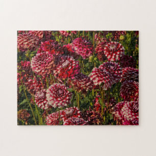 Dahlias, dahlia boerderij, Canby, Oregon, VS 4 Legpuzzel