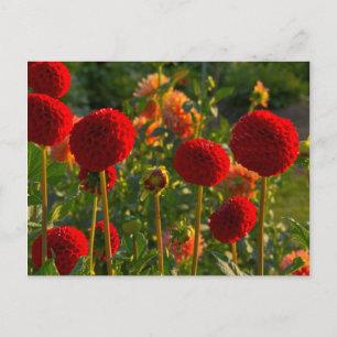 Dahlias, dahliabedrijf, Canby, Oregon, VS 3 Briefkaart