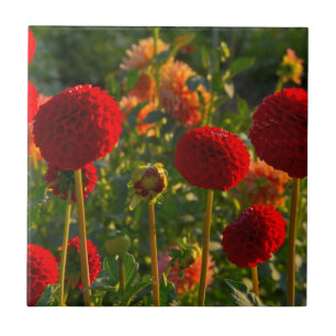Dahlias, dahliabedrijf, Canby, Oregon, VS 3 Tegeltje