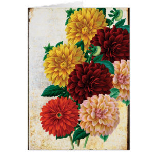 Dahlias vintages