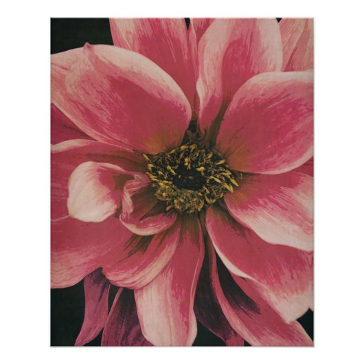 Dahlie Perfect Poster (Voorkant)