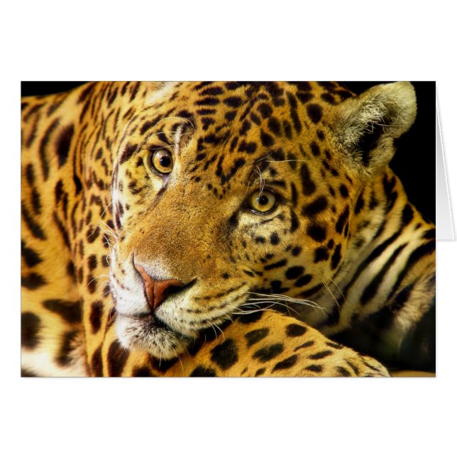 Daimler de Jaguar (Voorkant Horizontaal)