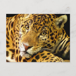 Daimler de Jaguar Briefkaart