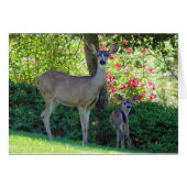 Daine et faon (Devant Horizontal)