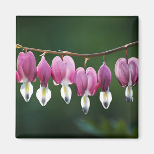 Dainty Hearts Magnet Magneet