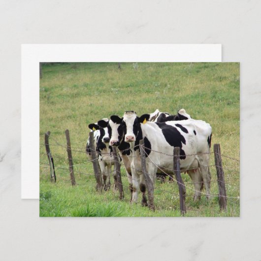 Dairy Cattle (Voorkant / Achterkant)