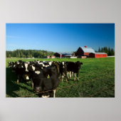 Dairy Cattle and Red Barn Print (Voorkant)