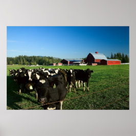 Dairy Cattle and Red Barn Print