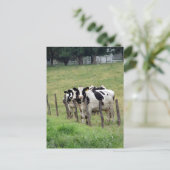Dairy Cattle Briefkaart (Staand voorkant)