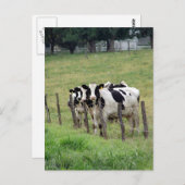 Dairy Cattle Briefkaart (Voorkant / Achterkant)