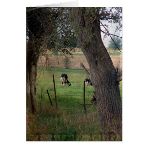 Dairy Cattle In A Pasture, All Occasions Greeting 