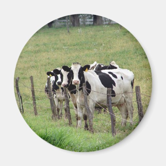 Dairy Cattle Magneet (Voorkant)