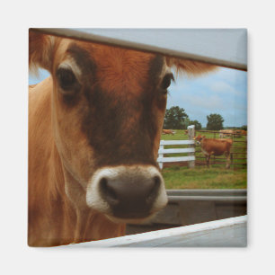 Dairy Cow Magnet Magneet