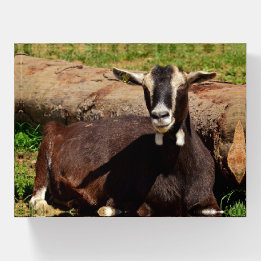 Dairy Goat