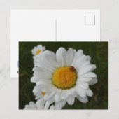 Daisées avec Ladybug do-it-yourself carte postale (Devant / Derrière)