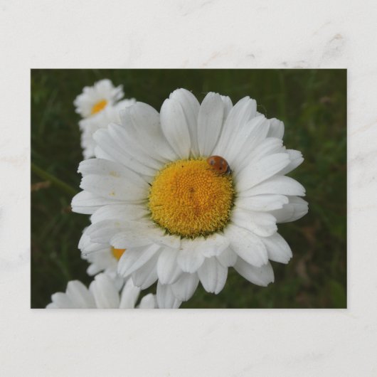 Daisées avec Ladybug do-it-yourself carte postale (Devant)