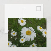 Daisées & Damselfly do-it-yourself carte postale (Devant / Derrière)