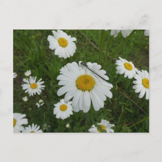 Daisées & Damselfly do-it-yourself carte postale (Devant)