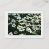 Daisées, Mini Carte photo (Devant)