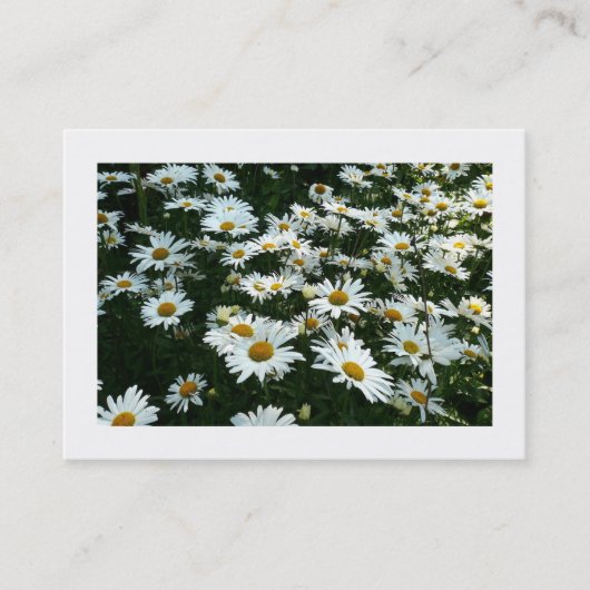 Daisées, Mini Carte photo (Devant)