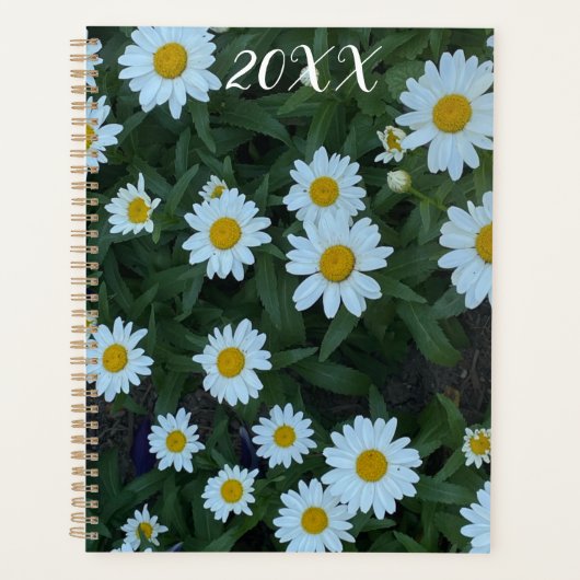 Daisies (Devant)