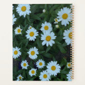Daisies (Dos)
