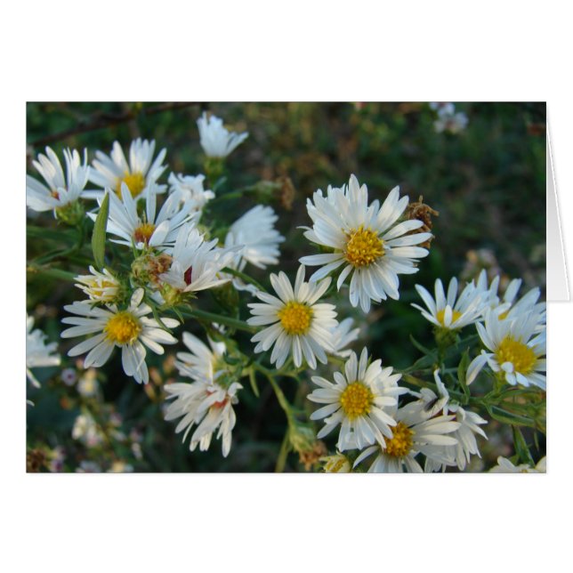 Daisies (Voorkant Horizontaal)