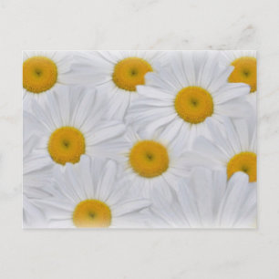 Daisies 6 briefkaart