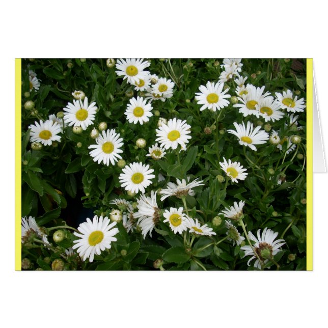 Daisies Agenoeg (Voorkant Horizontaal)