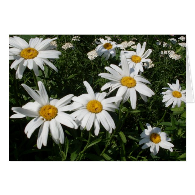 Daisies Blank Inside personaliseer Kaart (Voorkant Horizontaal)