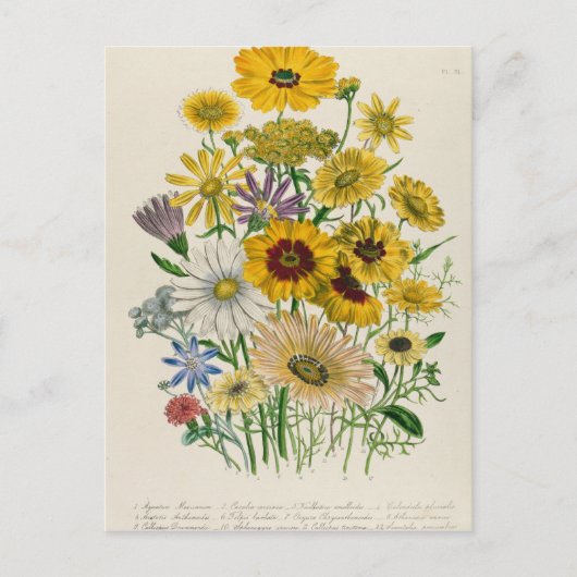 Daisies, bord 31 van 'De Dames' Briefkaart (Voorkant)