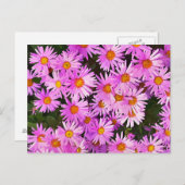 DAISIES BRIEFKAART (Voorkant / Achterkant)