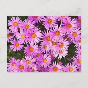 DAISIES BRIEFKAART