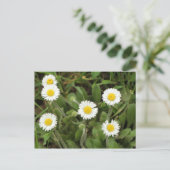 Daisies Briefkaart (Staand voorkant)