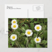 Daisies Briefkaart (Voorkant / Achterkant)