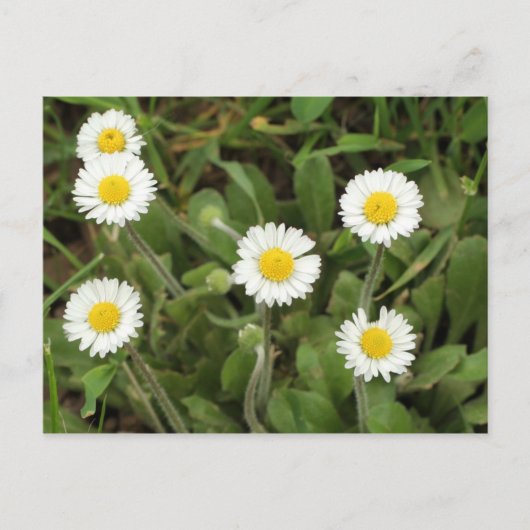 Daisies Briefkaart (Voorkant)