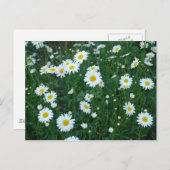 Daisies Briefkaart (Voorkant / Achterkant)