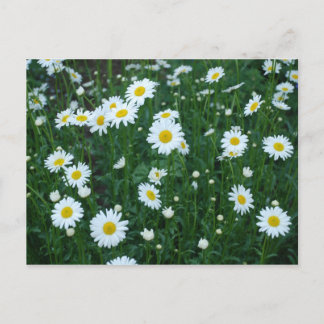 Daisies Briefkaart
