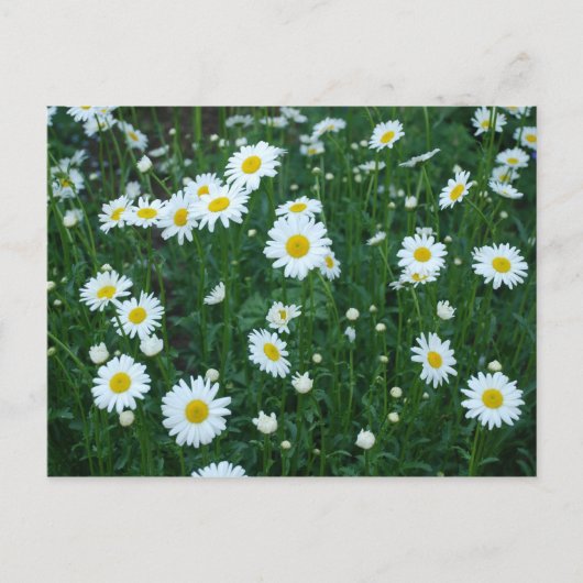 Daisies Briefkaart (Voorkant)