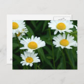 Daisies Briefkaart (Voorkant / Achterkant)