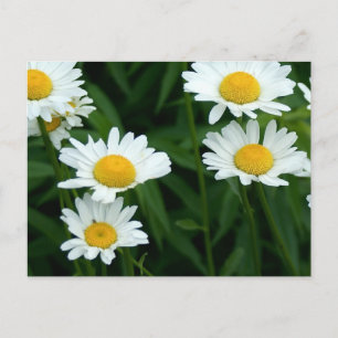 Daisies Briefkaart