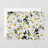 Daisies Briefkaart (Voorkant / Achterkant)