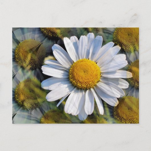 DAISIES BRIEFKAART (Voorkant)