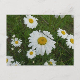 Daisies & Damselfly DIY Briefkaart