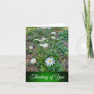 Daisies - Denken aan je Kaart