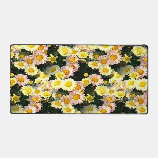 Daisies Galore...... (Recto)