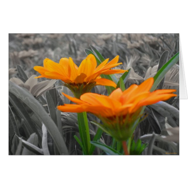 Daisies Kaart (Voorkant Horizontaal)