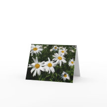 Daisies Kaart